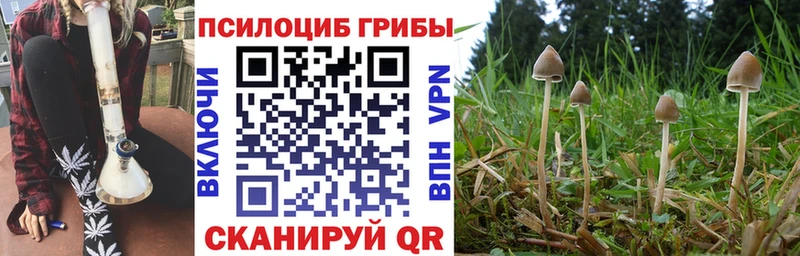 закладка  Нижний Новгород  маркетплейс клад  Псилоцибиновые грибы Cubensis 